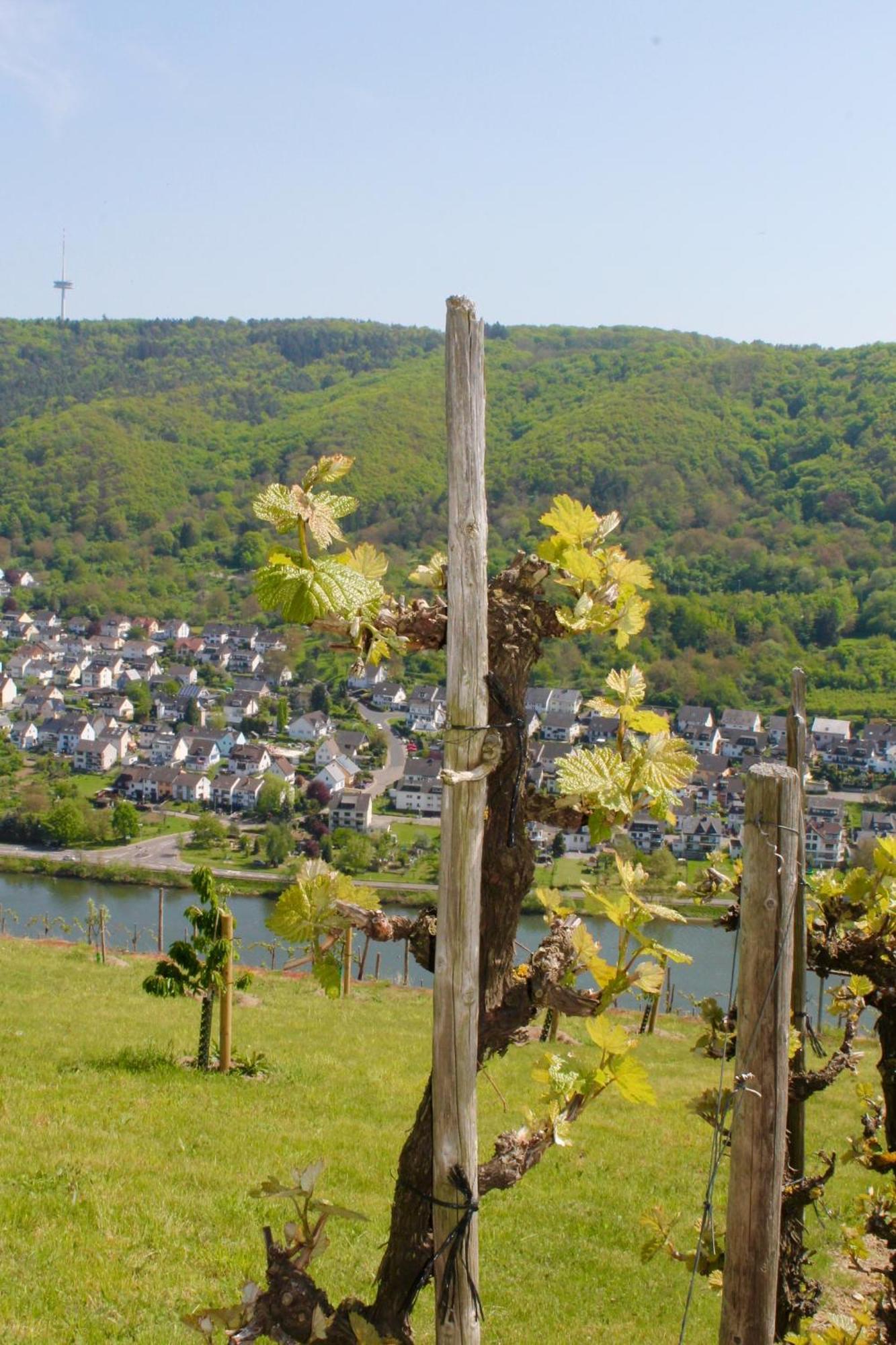 Ferienwohnung Auf Der Moselhoehe - Naehe Koblenz Und Cochem Dieblich Kültér fotó