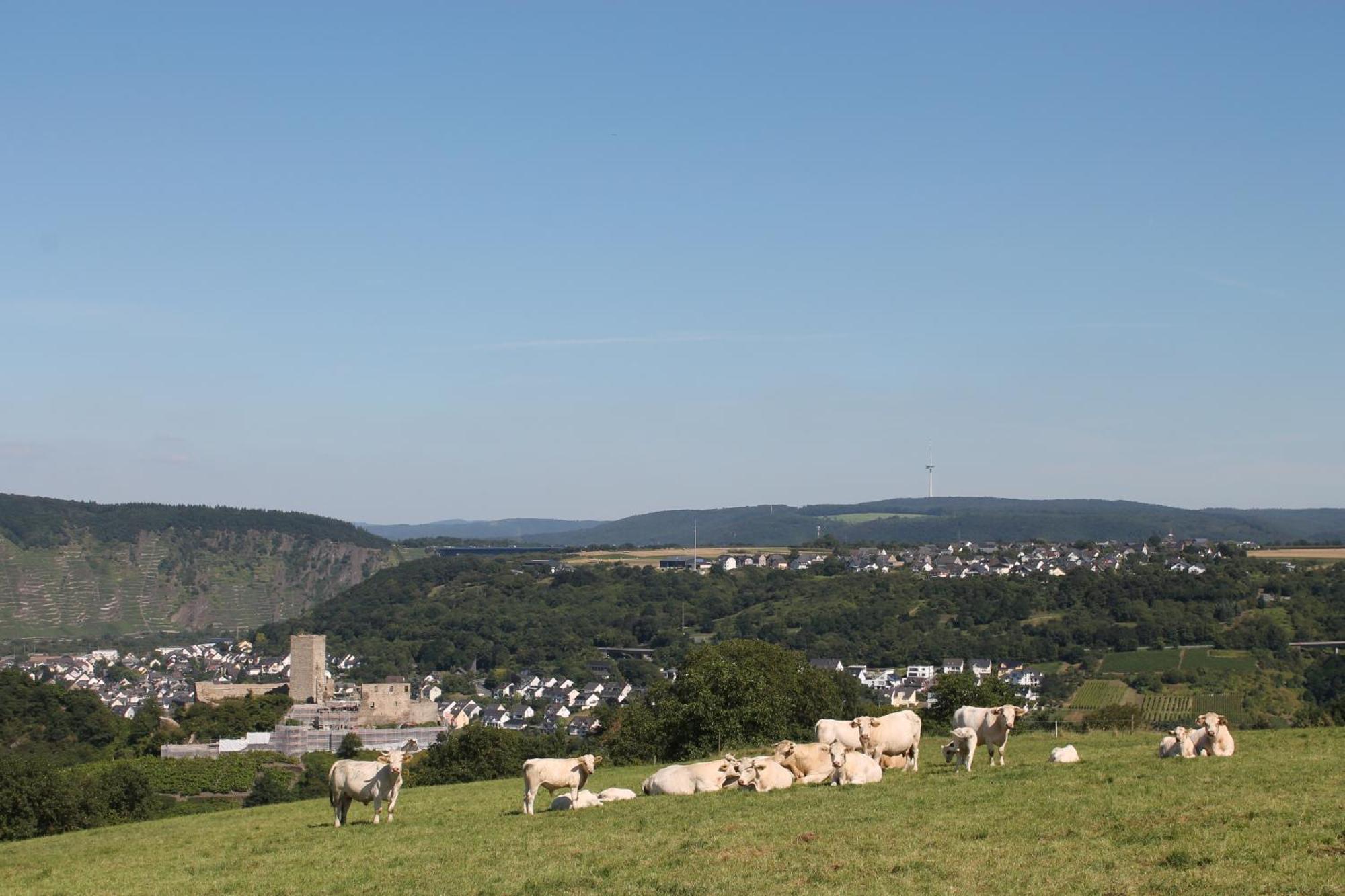 Ferienwohnung Auf Der Moselhoehe - Naehe Koblenz Und Cochem Dieblich Kültér fotó